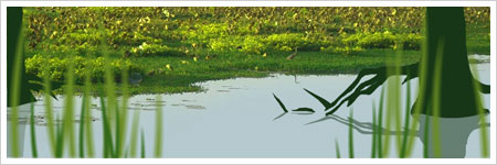 thumb marsh 03 websightings : echogenesis