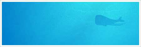 thumb whale websightings : echogenesis
